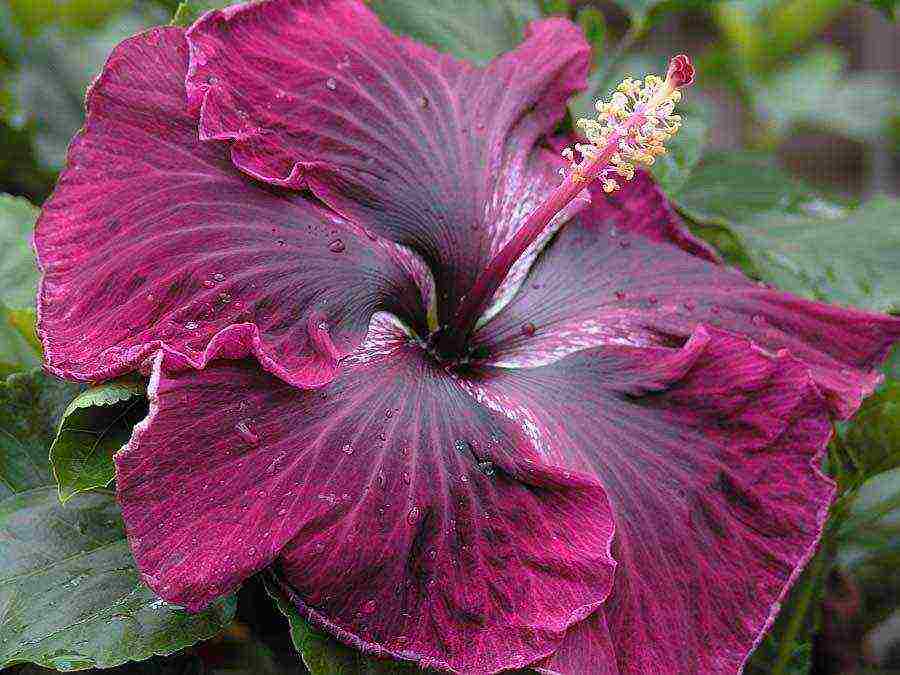 pagtatanim ng hibiscus at pangangalaga sa bukas na bukid sa Urals