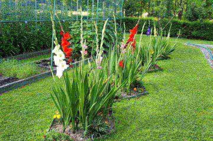 gladioli planting and care in the open field in the spring when they grow up