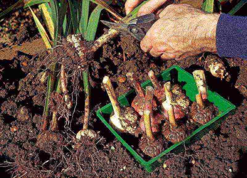 gladioli planting and care in the open field in the spring when they grow up