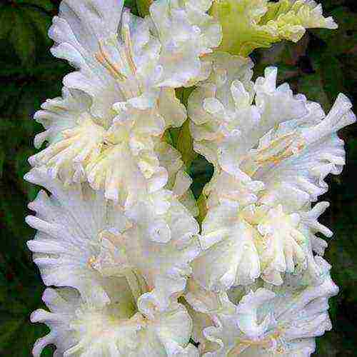 gladioli planting and care in the open field in the spring when they grow up