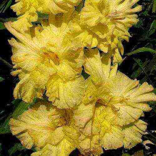 gladioli planting and care in the open field in the spring when they grow up