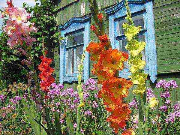 gladioli planting and care in the open field in the spring when they grow up