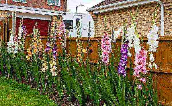 gladioli planting and care in the open field in the spring when they grow up