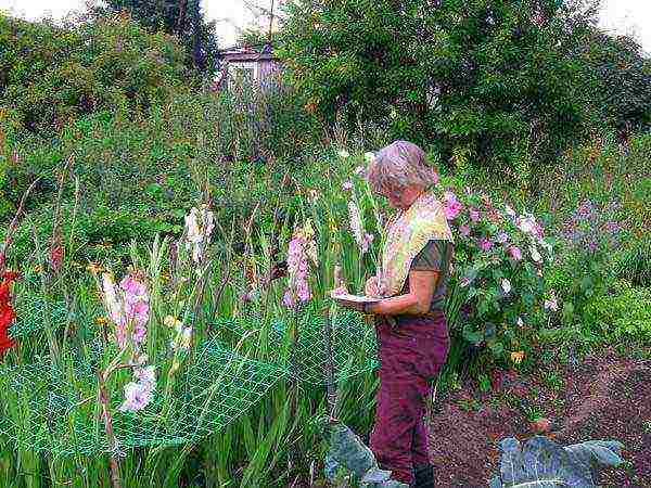 gladioli planting and care in the open field in the spring when they grow up