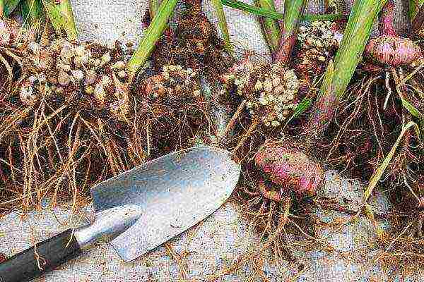 gladioli planting and care in the open field in the spring when they grow up