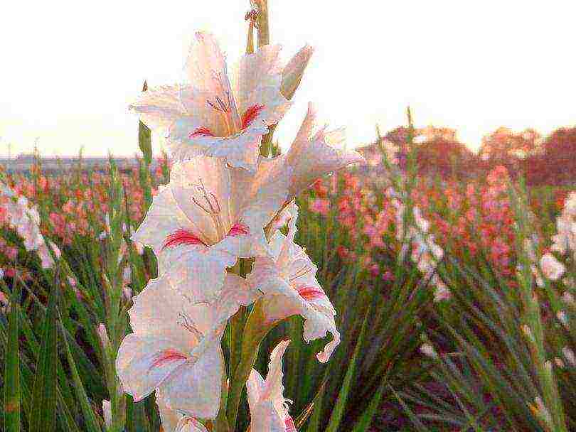 gladioli planting and care in the open field in the spring when they grow up