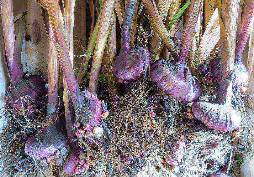 gladioli planting and care in the open field in the spring when they grow up