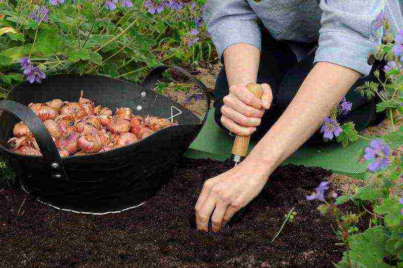 gladioli planting and care in the open field in the spring when they grow up