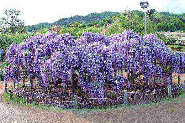 wisteria chinese blue sapphire planting and care in the open field