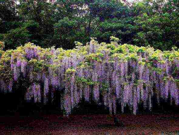 wisteria chinese blue sapphire planting and care in the open field