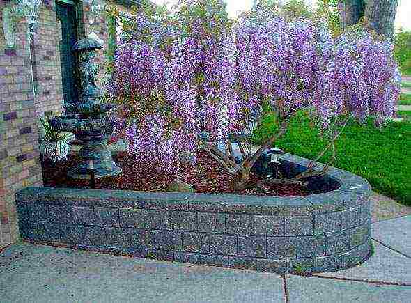 wisteria chinese blue sapphire planting and care in the open field