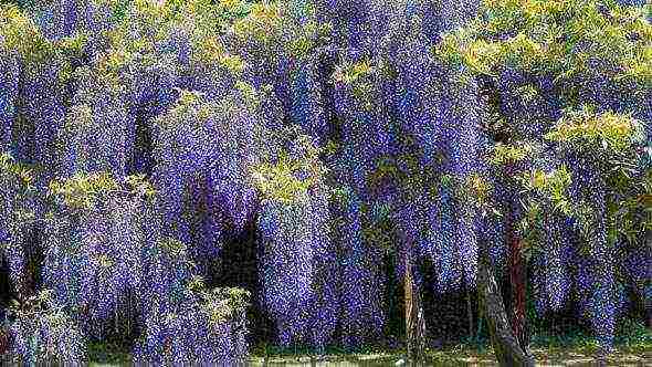 wisteria chinese blue sapphire planting and care in the open field