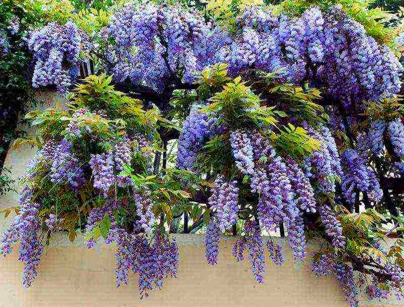 wisteria chinese blue sapphire planting and care in the open field