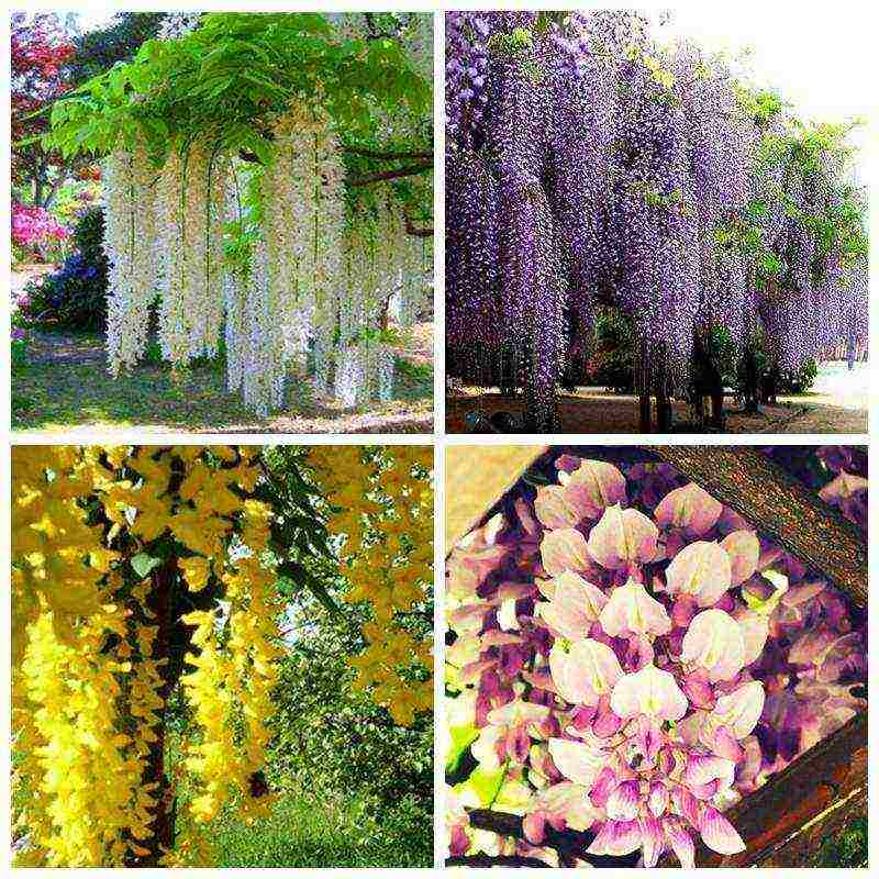 wisteria chinese blue sapphire planting and care in the open field