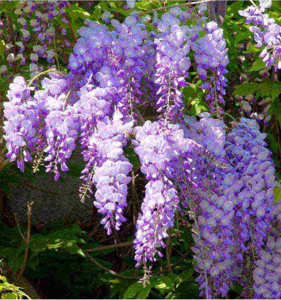 wisteria chinese blue sapphire planting and care in the open field