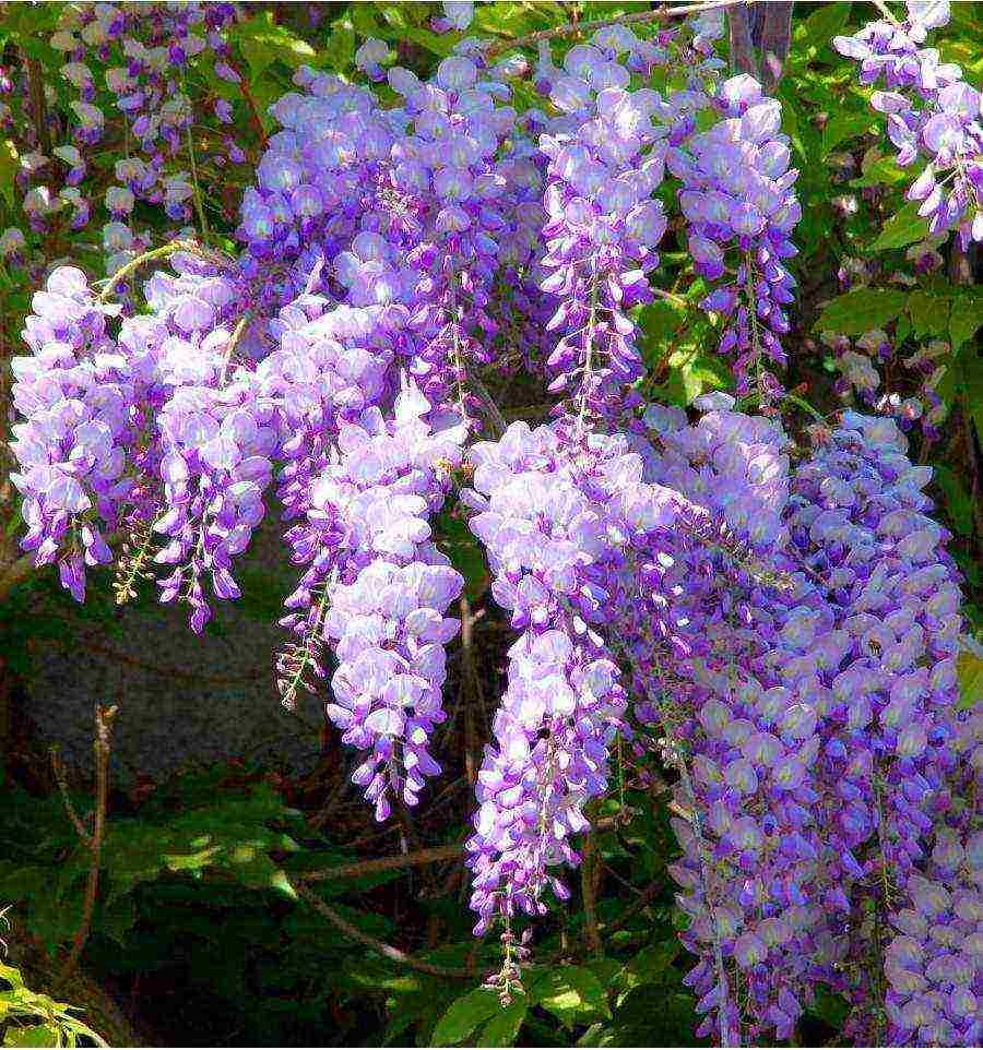 wisteria chinese blue sapphire na pagtatanim at pangangalaga sa bukas na bukid