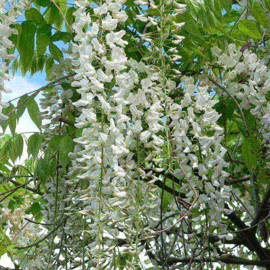 wisteria chinese blue sapphire planting and care in the open field