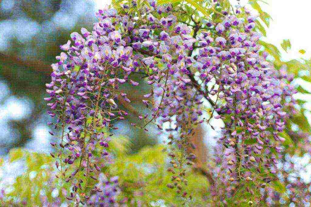 wisteria chinese blue sapphire planting and care in the open field