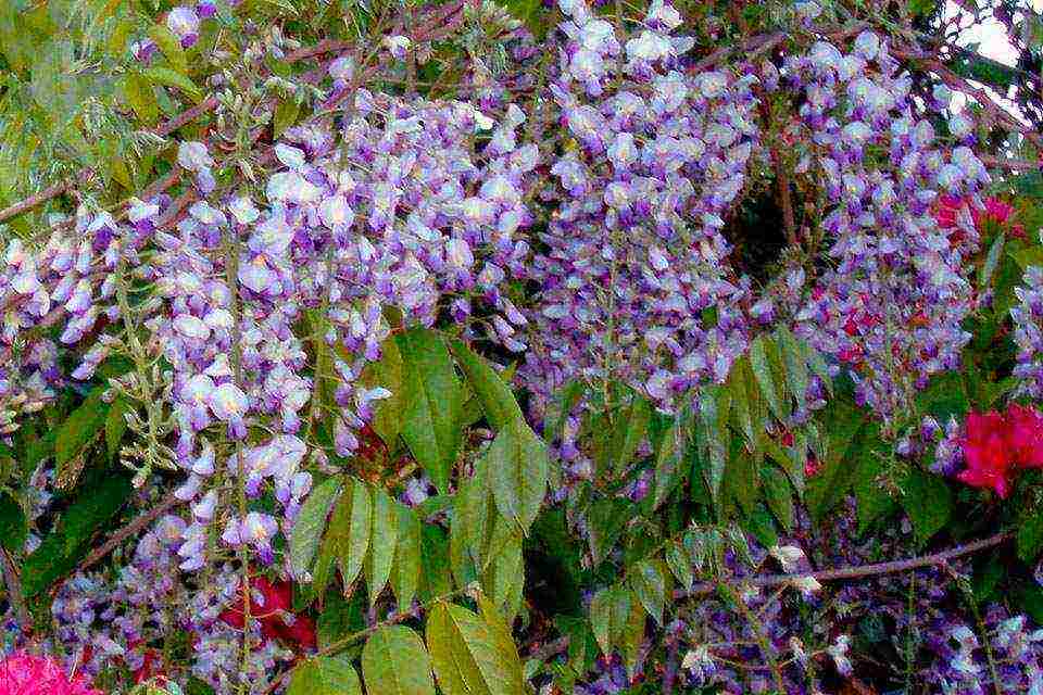 wisteria chinese blue sapphire na pagtatanim at pangangalaga sa bukas na bukid