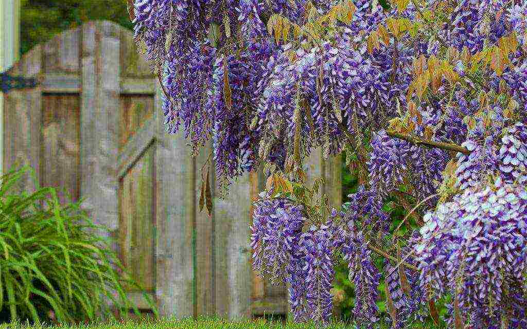 wisteria chinese blue sapphire na pagtatanim at pangangalaga sa bukas na bukid