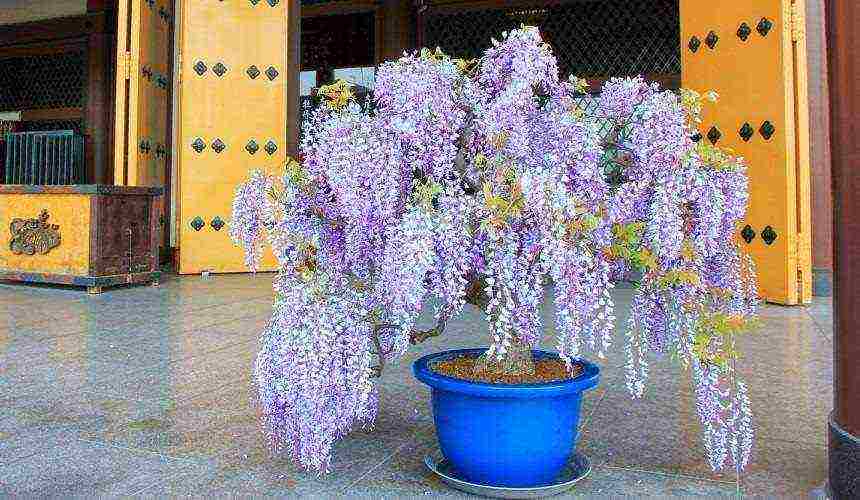 wisteria chinese blue sapphire planting and care in the open field