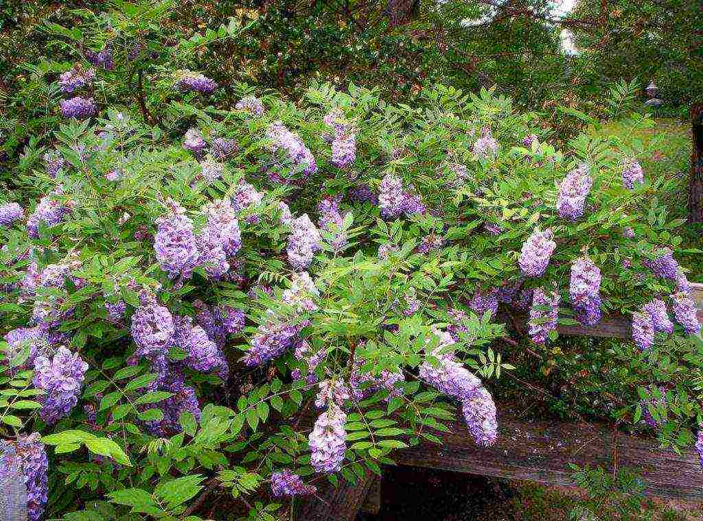 wisteria chinese blue sapphire na pagtatanim at pangangalaga sa bukas na bukid