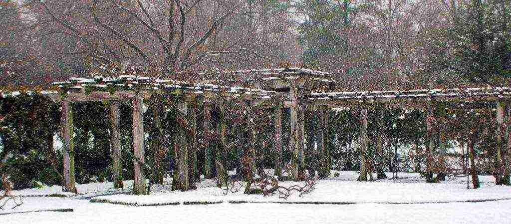 wisteria chinese blue sapphire planting and care in the open field