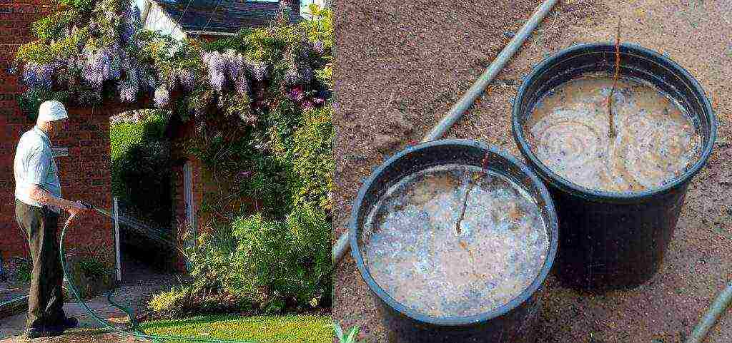 wisteria chinese blue sapphire planting and care in the open field