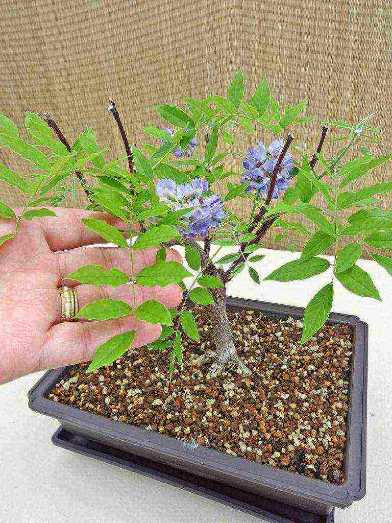 wisteria chinese blue sapphire planting and care in the open field