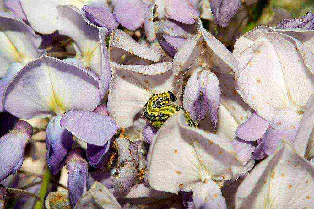 wisteria chinese blue sapphire planting and care in the open field