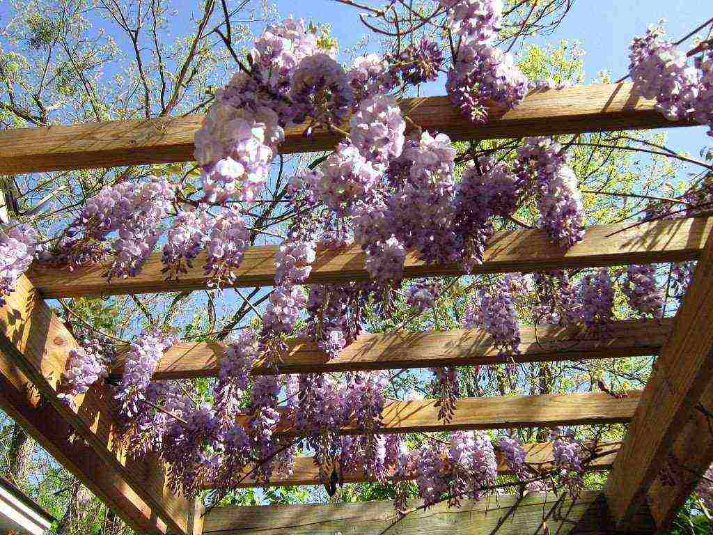 wisteria chinese blue sapphire na pagtatanim at pangangalaga sa bukas na bukid