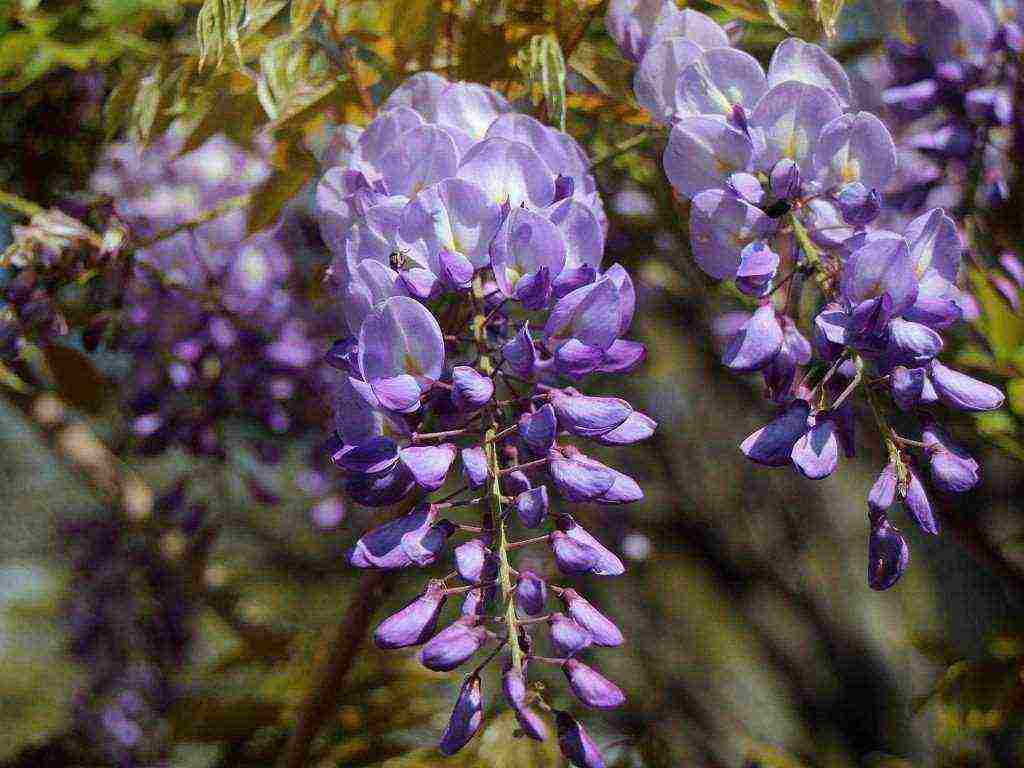 wisteria chinese blue sapphire planting and care in the open field