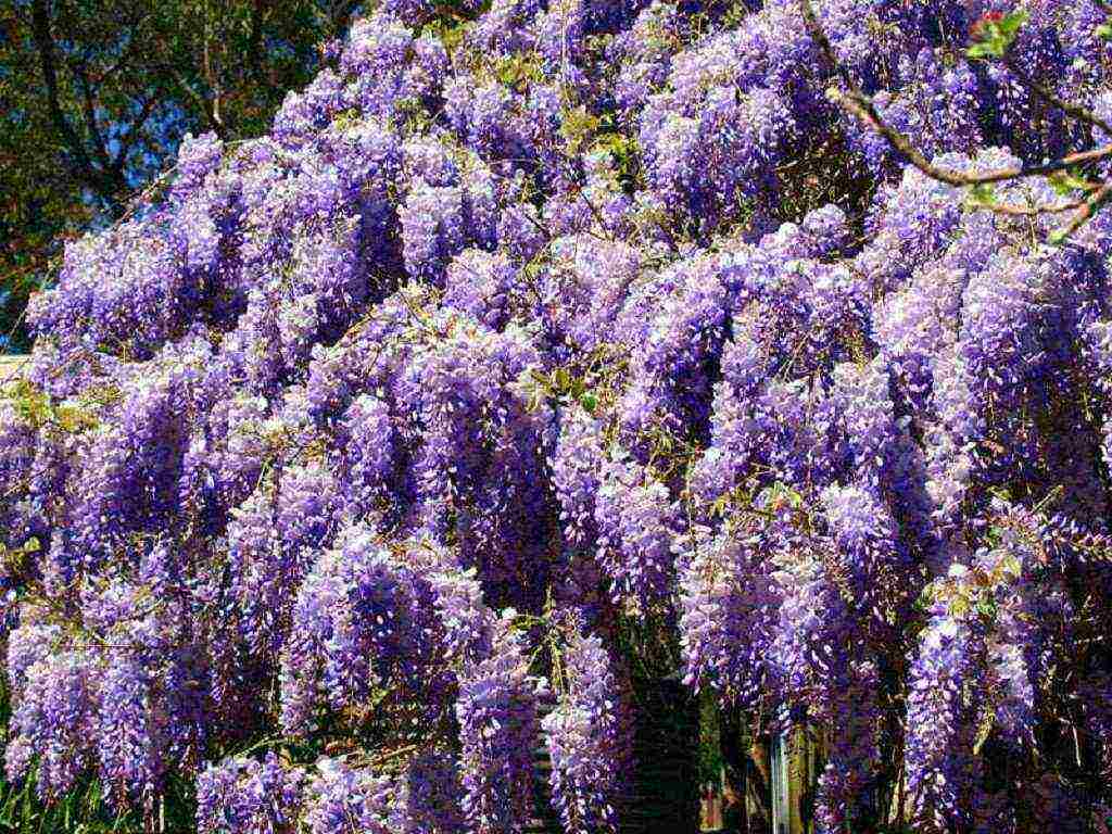 wisteria chinese blue sapphire planting and care in the open field