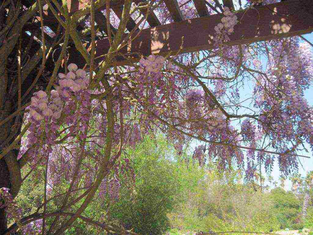 wisteria chinese blue sapphire na pagtatanim at pangangalaga sa bukas na bukid