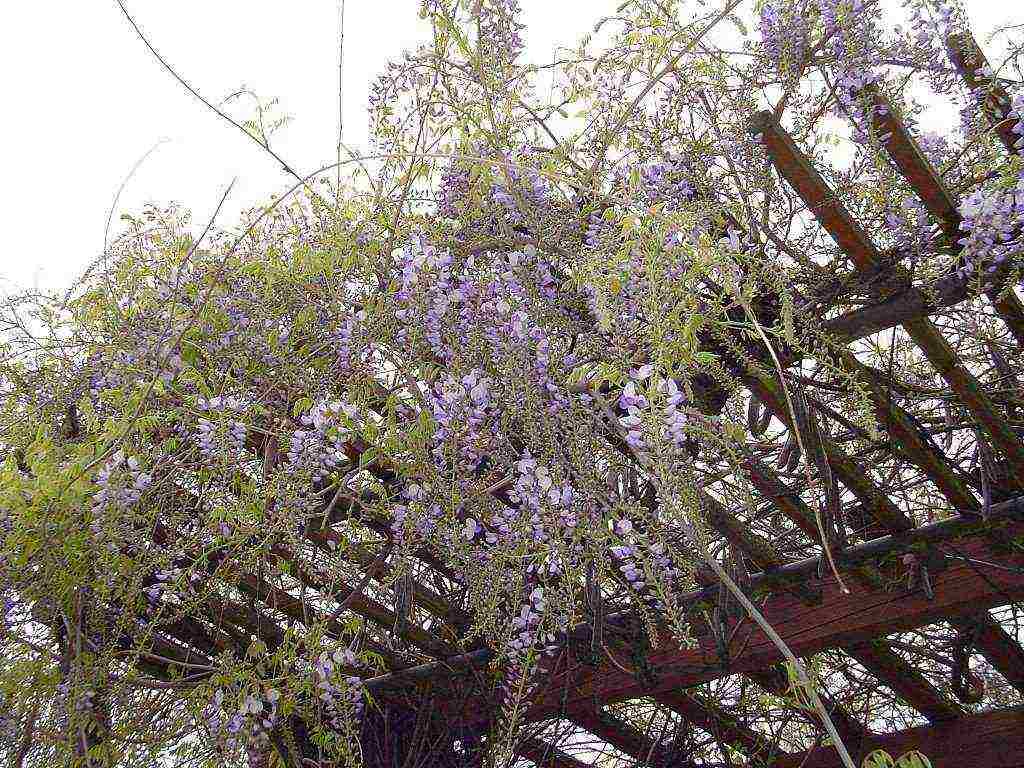 wisteria chinese blue sapphire na pagtatanim at pangangalaga sa bukas na bukid