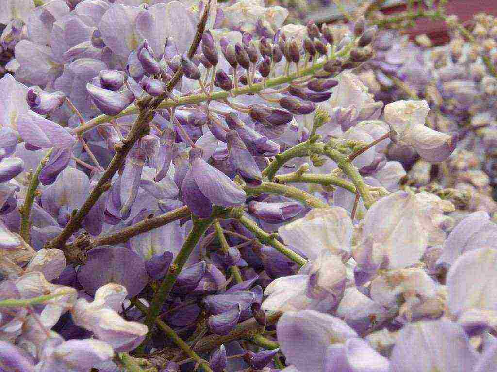 wisteria chinese blue sapphire planting and care in the open field