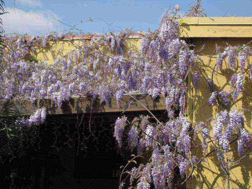 wisteria chinese blue sapphire planting and care in the open field