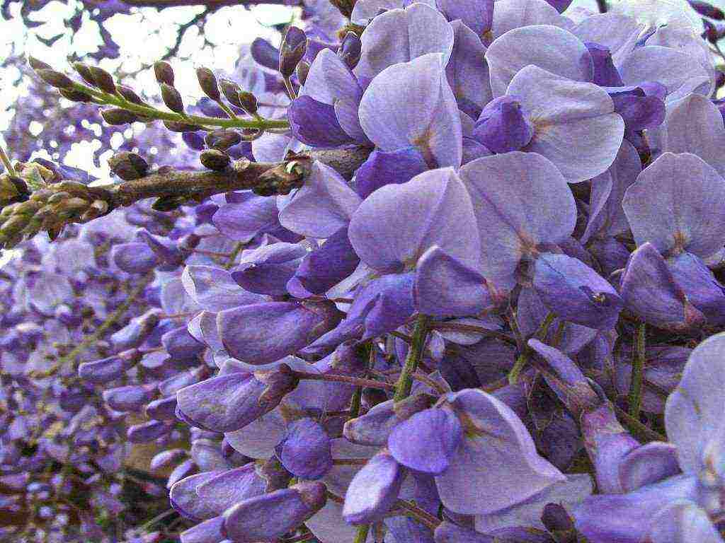 wisteria chinese blue sapphire planting and care in the open field