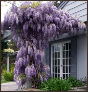 wisteria chinese blue sapphire planting and care in the open field