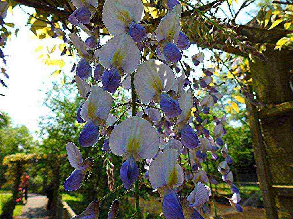 wisteria chinese blue sapphire na pagtatanim at pangangalaga sa bukas na bukid