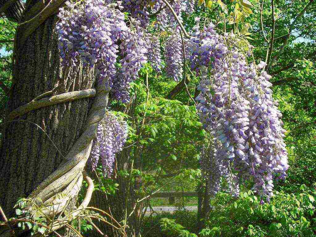 wisteria chinese blue sapphire planting and care in the open field