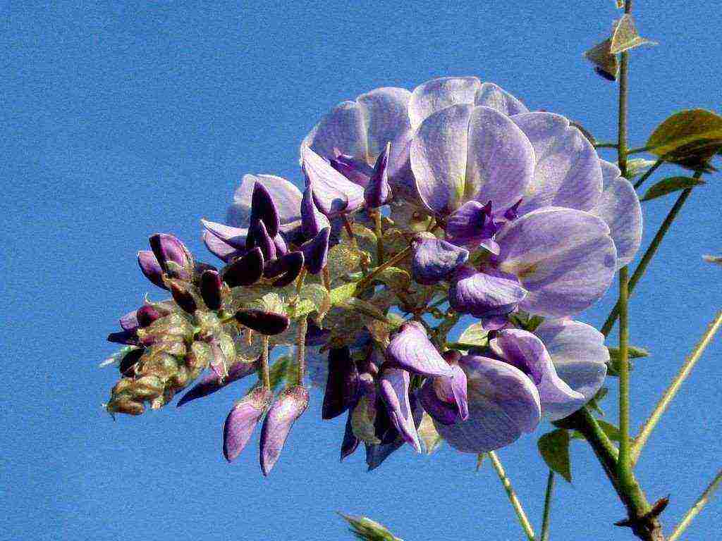 wisteria chinese blue sapphire planting and care in the open field