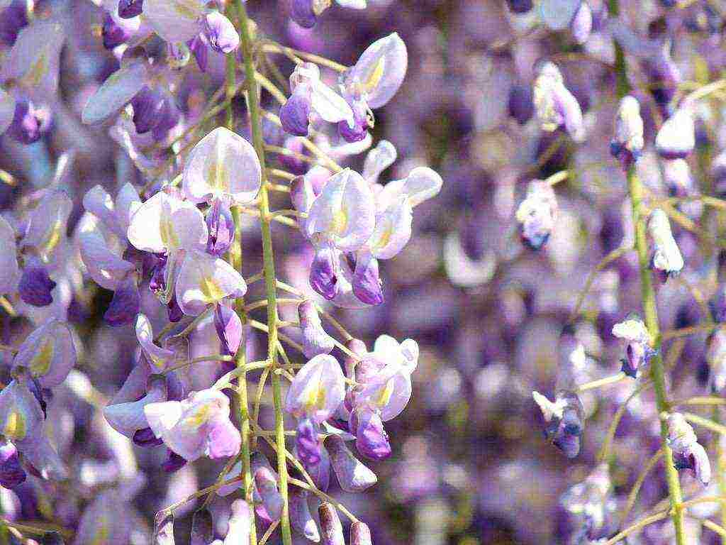 wisteria chinese blue sapphire na pagtatanim at pangangalaga sa bukas na bukid