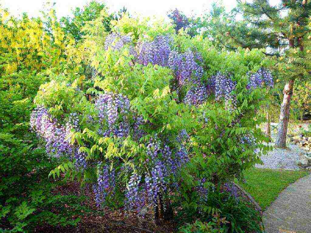 wisteria chinese blue sapphire na pagtatanim at pangangalaga sa bukas na bukid