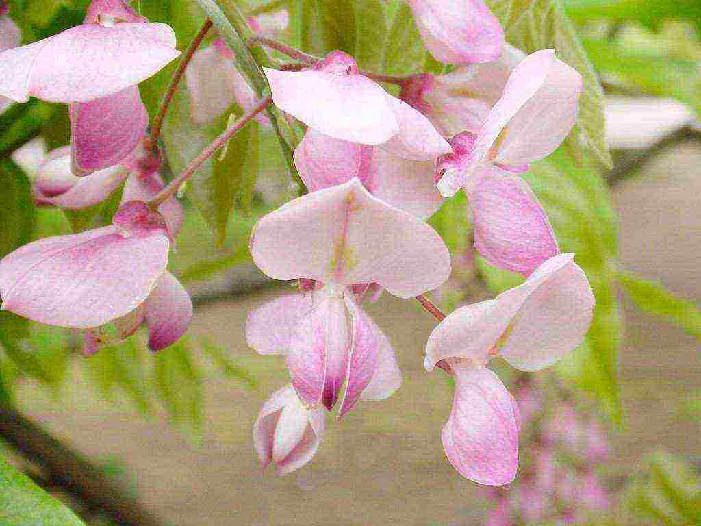 wisteria chinese blue sapphire planting and care in the open field