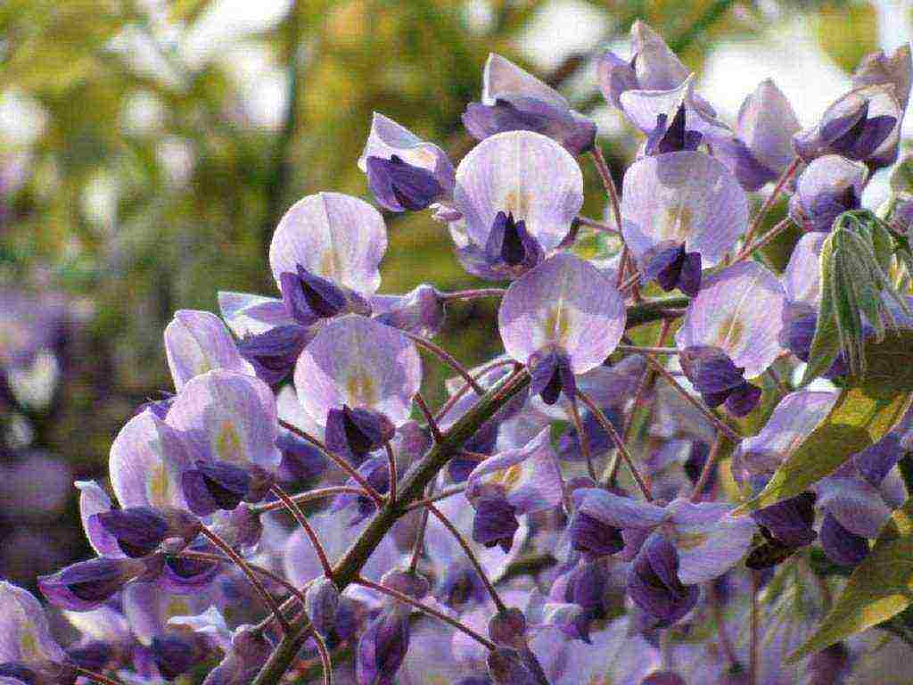 wisteria chinese blue sapphire na pagtatanim at pangangalaga sa bukas na bukid