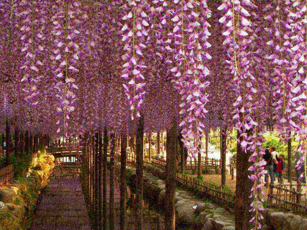 wisteria chinese blue sapphire planting and care in the open field