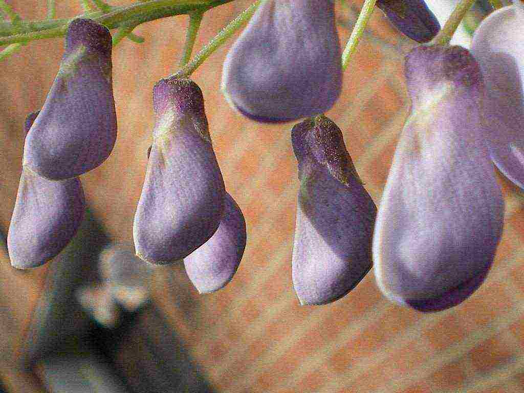 wisteria chinese blue sapphire planting and care in the open field