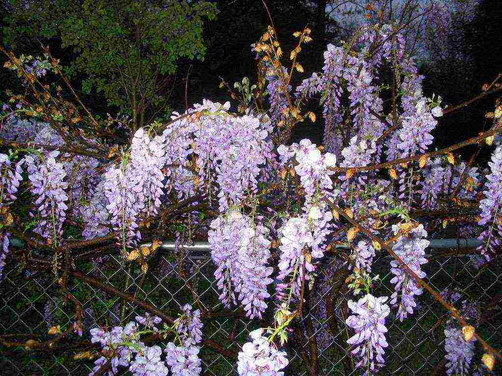 wisteria chinese blue sapphire na pagtatanim at pangangalaga sa bukas na bukid