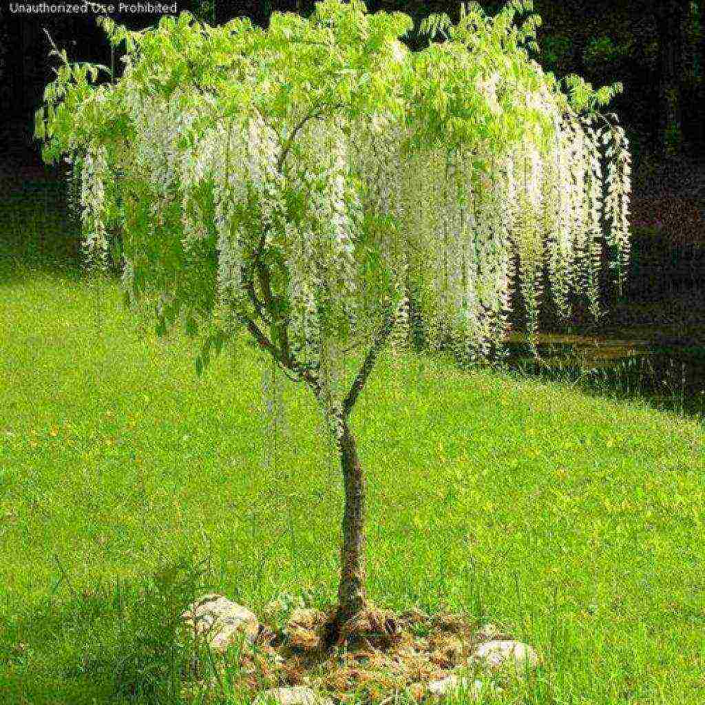 wisteria chinese blue sapphire planting and care in the open field